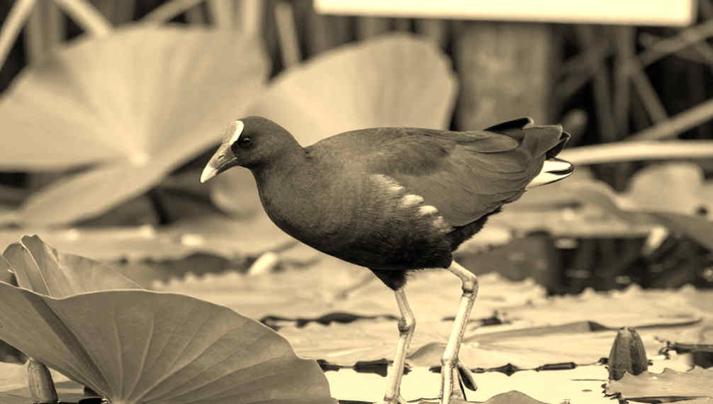 সাত সোনার রাতে পুল যে কথা বলে না